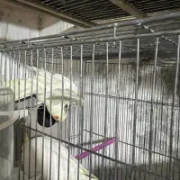 جفت لوتینو دست سخنگو|پرنده|شاهینشهر, فردوسی|دیوار