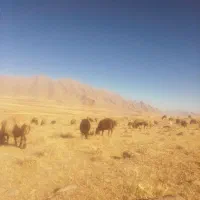 بره ماده معاوضه با نر