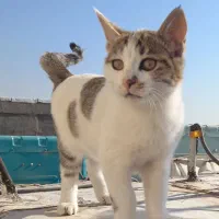 بچه گربه خانگی بامزه و شیطون