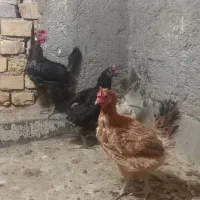 مرغ جیرفتی وخروس گلین