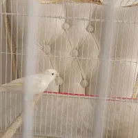 فروش قناری نر سفید|پرنده|صدرا-فارس, فاز ۱|دیوار