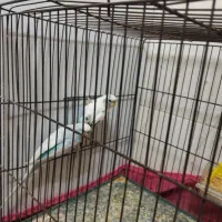 یک جفت مرغ عشق|پرنده|یزد, |دیوار