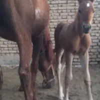 کره نریان ۶ماهه دره شوری