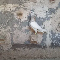 جوجه طوقی