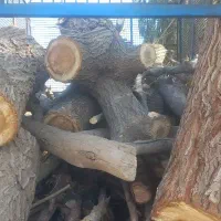 هرس و قطع درخت بانازل ترین قیمت