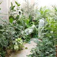 فروش یکجا انواع گلهای آپارتمانی