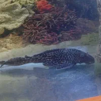 اکواریم یک متری اسکار|ماهی|سقز, |دیوار