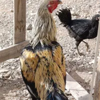 تخم مرغ نطفه دار