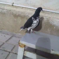 خوشرنگ سیاه ماده|پرنده|شیراز, شهرک مهدی‌آباد|دیوار