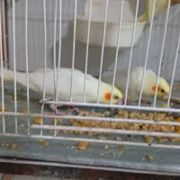 جوجه عروس هلندی