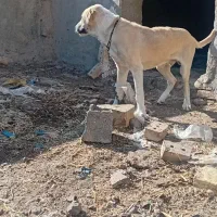 سگس|سگ|طاغنکوه, |دیوار