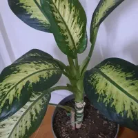 گل طبیعی|گل و گیاه طبیعی|صباشهر, |دیوار