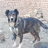 ماده افغان(سرابی پژدر عراقی الابای خراسانی