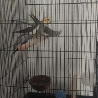 یک جفت عروس هلندی مولد