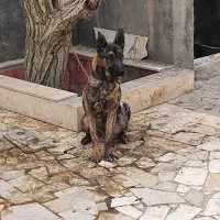 سگ مالینویز اصیل بلژیکی