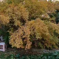 فروشی یک باغ سیب به متراژ ۲۰۰۰ متر|فروش زمین و ملک کلنگی|سیلوانه, |دیوار