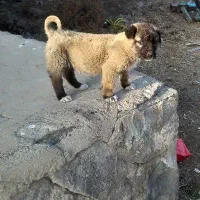 توله ماده سرابی اصیل