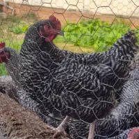 تخم نطفه دار پلیموت راک