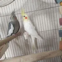 عروس هلندی نر و ماده به قیمت مناسب در هر نژاد