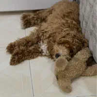 پودل های عروسکی قشنگ‌من