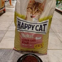 غذای خشک بچه گربه