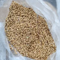 گندم بذری اوبا
