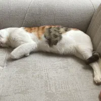 گربه کالیکو