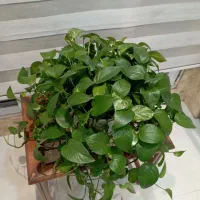 گل آرایی