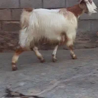 بزغاله|حیوانات مزرعه|کرمانشاه, |دیوار