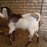 بز بیگ|حیوانات مزرعه|دزفول, |دیوار