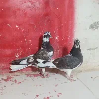 کفتر|پرنده|نورآباد, |دیوار