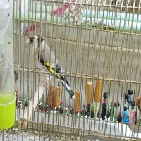 سهره تازه گیر|پرنده|بروجرد, |دیوار