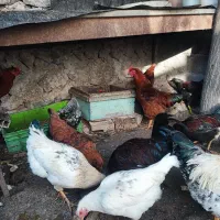بوقلمون ،مرغ ،خروس،اردک و غاز|حیوانات مزرعه|اردبیل, |دیوار