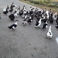 اردک فروشی|حیوانات مزرعه|املش, |دیوار