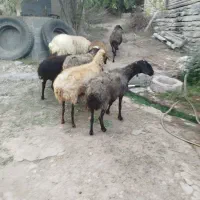 میش آبستن سنگین