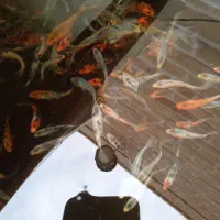 فروش ماهی کوی|ماهی|یزد, |دیوار