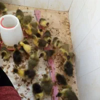 جوجه غاز 5 روزه سرحال