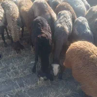 فروش  هر  مدل  گوسفند