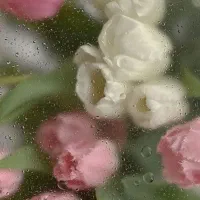 نانوبروز رایگان