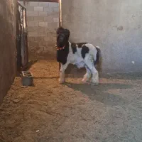 ۱راس بره نر تخمی روزگاری|حیوانات مزرعه|مرودشت, تخت جمشید|دیوار