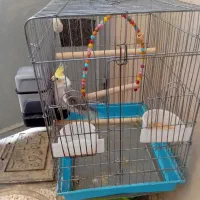 پرنده|پرنده|محمدشهر, شهرک پیام (مهرالبرز)|دیوار