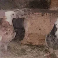 کبوترطوقی|پرنده|چرام, |دیوار