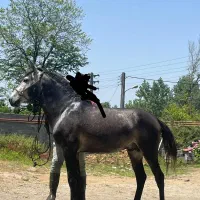 اسب کت وکلفت