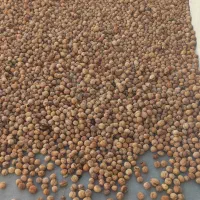 گردو همدان|عمده‌فروشی|فسا, |دیوار