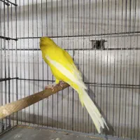 انواع قناری نر و ماده در نژاد های مختلف.