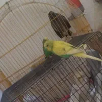 مرغ عشق نرو ماده