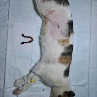 گربه دزدیده شده در حوالی شهرک جوادیه