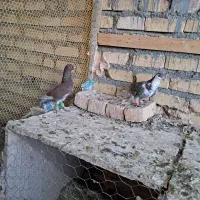 کبوتر ماده پرشی