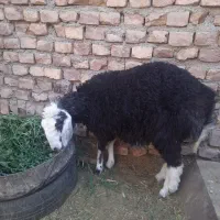 بره ماده کموری