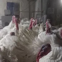 بوقلمون گوشتی|حیوانات مزرعه|سراوان, |دیوار